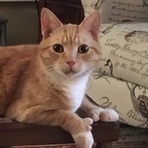 Meet your Posher, Elizabeth